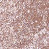 thumbnail Тіні для повік INGLOT Shimmer Glow Eyeshadow ROSE GOLD 53